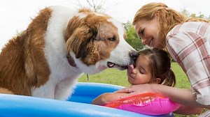 A Dog's Journey (2019) FuLL Movie |HD720p