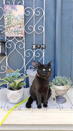 日曜日の朝、まったりお庭時間🍀#shorts#犬猫のいる暮らし