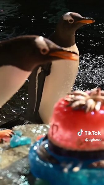 Happy 41st hatch day to Mickey! Our beloved bird is one of the oldest penguins in North America. Her longevity is a testament to the excellent care she receives from Zoo staff. She celebrated with an ice cake and shared it with the rest of the colony 🎉🎂