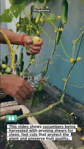 Clean Cucumber Harvest! #Gardening #Harvest #Farming