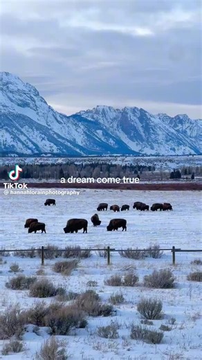 taintslayer90 (@taintslayer90)’s videos with original sound - taintslayer90