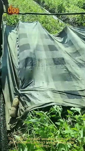 New Weeding Method Protects Low Seedlings: Precision Weeding For Young Crops