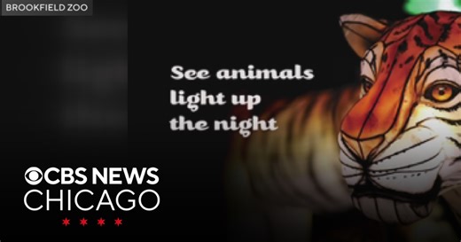 Brookfield Zoo hosting spring lantern festival