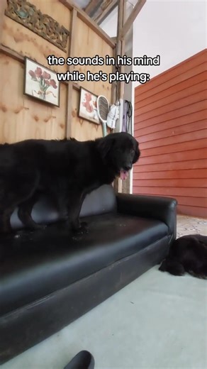 When your dog plays alone #dogs #dogfunny #relatable