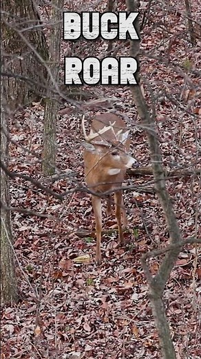 Vocal Whitetail Buck Grunts! #hunting #deerhunting #huntingseason