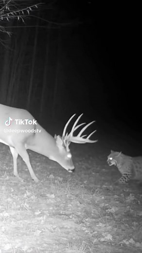 Stunning Trail Camera Footage: Monster Buck and Bobcat Encounter