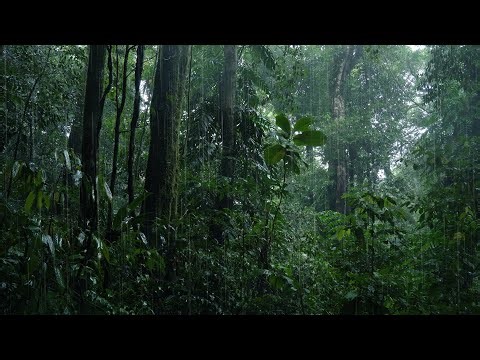 Natural Rain Sounds for Sleeping | Rainforest Sounds for Stress Relief, Relaxation, Meditation