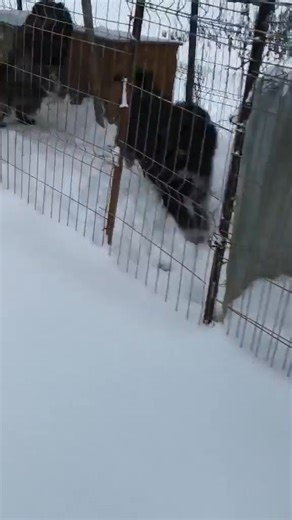 Amicii Dog Rescue Romania on Reels