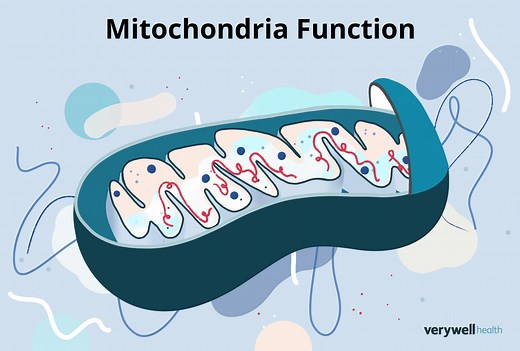 What to Know About Mitochondria
