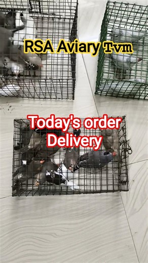 #finches #normal #jumbo #java #kerala #home #breding