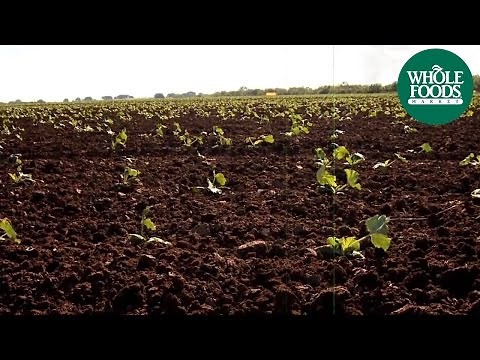 Organic Farming | Company Info | Whole Foods Market