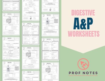Digestive System Worksheets   Answer Key | Anatomy & Physiology | Mini-Series