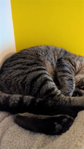 abonné vous si mon chat et mignon
