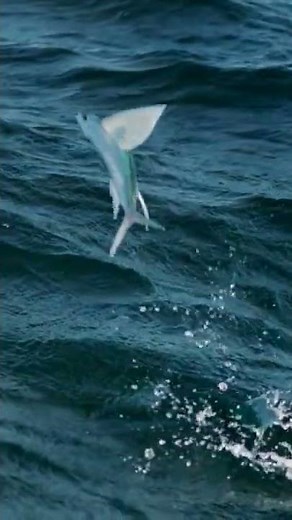 Amazing Flying Fish | Ocean Life