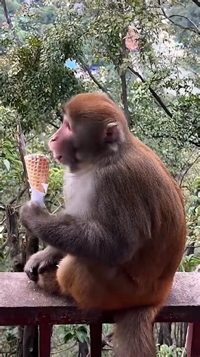 Park staff responded and explained they are wild animals | The Mirror