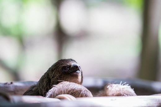 Sloth Spirit Animal: 11 Spiritual Meanings and Symbolisms