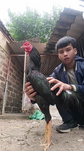 #gà_chọi_việt_nam #gàchiến ô vùng cao lối chơi cực dị chân đa màu xắc
