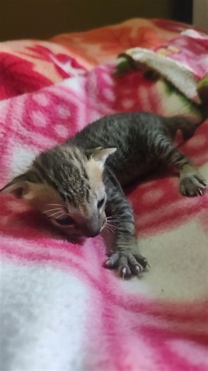 cat baby sound #cutecat #kitten #kittensound #shortvideo