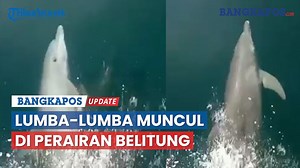 111K views · 10K reactions | Beberapa hari lalu, muncul lumba-lumba...