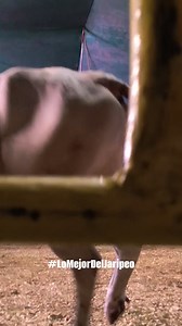 #5 Monta peleada pero saco el triunfo! Gorrión Jr de Nayarit vs Beso de Angel de Rancho El Aguaje en San Miguel Topilejo #LoMejorDelJaripeo | Lo Mejor Del Jaripeo