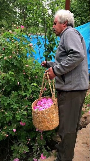 Harvesting Damask Roses for Rosewater | Traditional Persian Rosewater Making