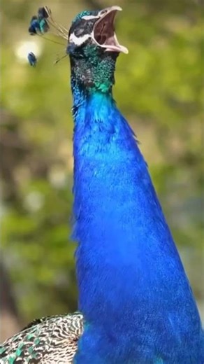 Magical Bird Sounds You’ve Never Heard Before! 9 is Almost Extinct! part 2 #birds #wildlife #nature