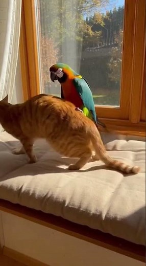 Surprised Cat Meets Bold Parrot: Unexpected Animal Encounter