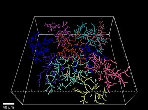 Microglia Development and Function: Supplemental Video a1