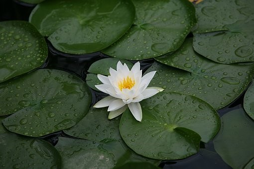 Lotus Effect : Why are lotus leaves waterproof? - Kidpid