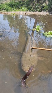 205K views · 476 reactions | Amazing big fish catching video in river #fishinglife #fishing #fish | Fishy Story | Facebook