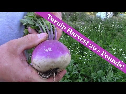 Turnip Harvest