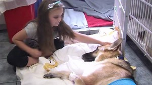 Dog saves girl from snake bite