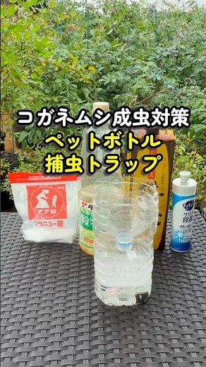 How to Control Adult Japanese Beetles on Blueberries | DIY Plastic Bottle Insect Trap