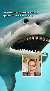 64K views · 1.4K reactions | Did Megalodon go after whale faces specifically?? #megalodon | Eons • PBS | Facebook