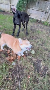 8K views · 1.1K reactions | It's "that" time again  Hurricane Margo officially made landfall at our house this evening and right away made incessant demands for FETCH 浪 Dad immediately headed upstairs to hide in his office and as usual, Hurricane Margo unleashed her wrath on us 藍 | Lady Darla's Legacy - The Squirrel Patrol | Facebook