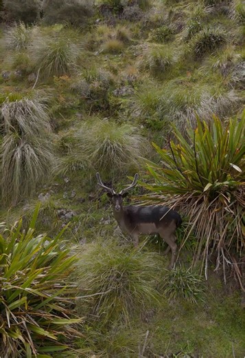 Fallow Buck Hunting Adventure in New Zealand