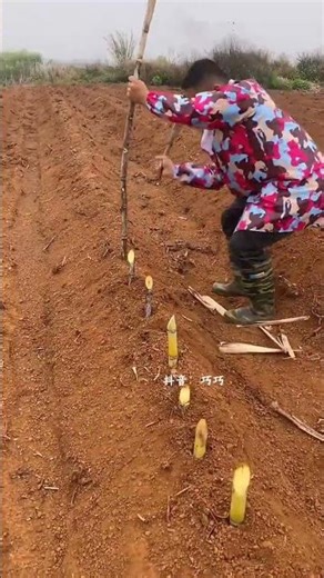 Unlock the Secrets of Sugarcane Farming