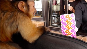 Capuchin MonkeyHappy visits the Dunkin Donuts to grab some MonkeyBoo Specials for the #monkeyboocrew . All the girls at Dunkin Donuts LOVE MonkeyHappy and He loves talking to Everyone and making new friends!! | MonkeyBoo