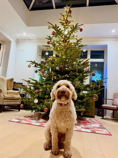 Merry Christmas 🎄🎁✨ My biggest wish came true. All the kids are home for Christmas and we are all healthy and enjoying life. May all your wishes come true ❤️ | Angelo Kelly