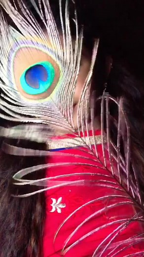 Peacock Feather Close-Up in Stunning Slow Motion