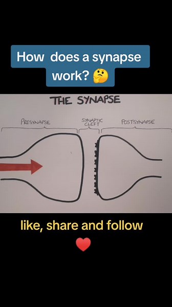 Explaining how a synapse works! #gcse #gcsescience #gcsebiology #gcseedexcelscience #gcseaqascience #teachersoftiktok