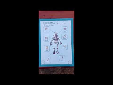 Human Skeleton Labelling Diagram For Grade 5 and 6