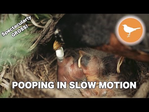SLOW MOTION of Baby Birds Pooping and Parents Eating it [GROSS]