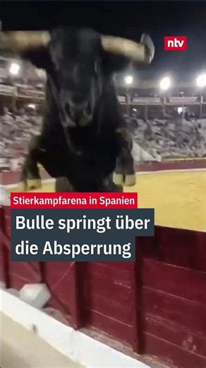 Bull jumps over arena barrier in Murcia | ntv