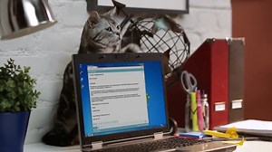 28K views · 1.7K reactions | THE CUTEST DISTRACTION! How many times have you been on your computer and been interrupted by your cat or pet? We know we have! #love #lenovo #cats #pets #distraction | Lenovo Australia and New Zealand | Facebook