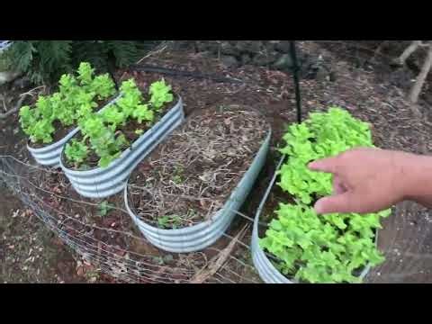 Gardening in Ocean View on the Big Island of Hawaii - No Rain