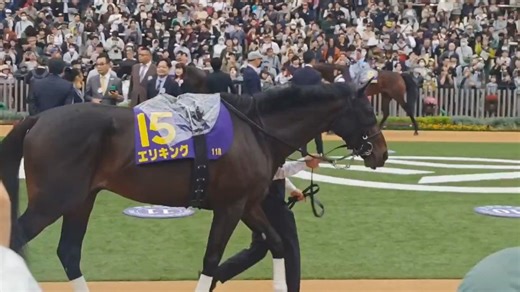 菊花赏赛前亮相圈内出场的艾里王【20251026】