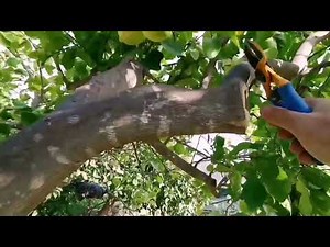 TOPPING.Potare il limone facile facile per tutti con questa tecnica.