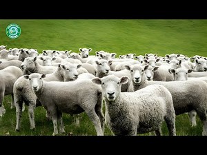 New Zealand Sheep Farming And Wool Production Process In 2024