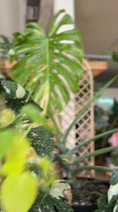 4.8K views · 113 reactions | Spooky DIY incoming! Pressed flowers, gold leaf, mod podge…and a little planted intention for the season.#houseplants #plantparent #spookyseason #DIY #halloween | Roots Plant Company | Facebook